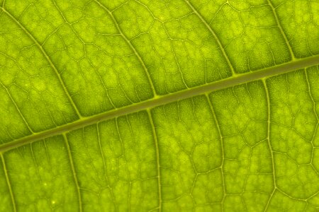 Vein photosynthesis desktop background