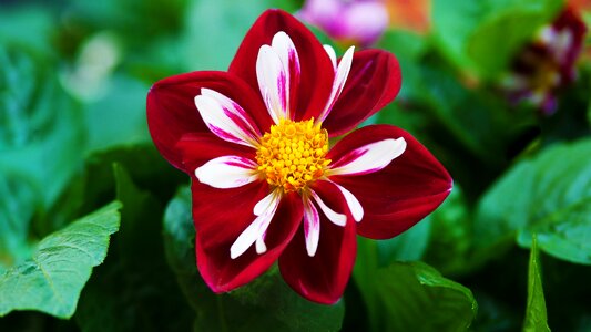 Petal rose beautiful