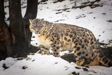 Wild salzburg zoo