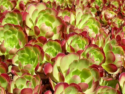 Flora color succulent