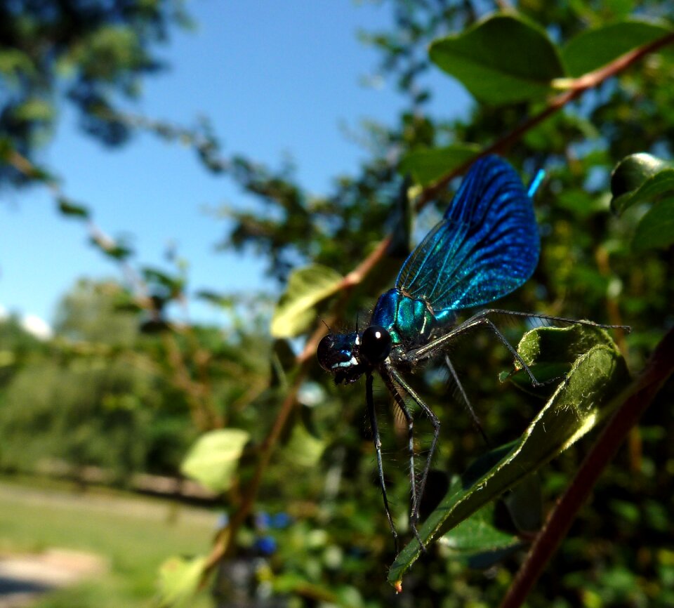 Macro blue grasshopper green photo