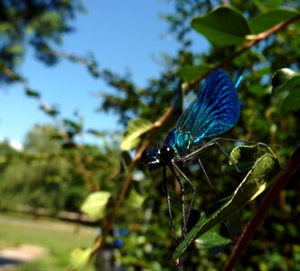 Macro blue grasshopper green