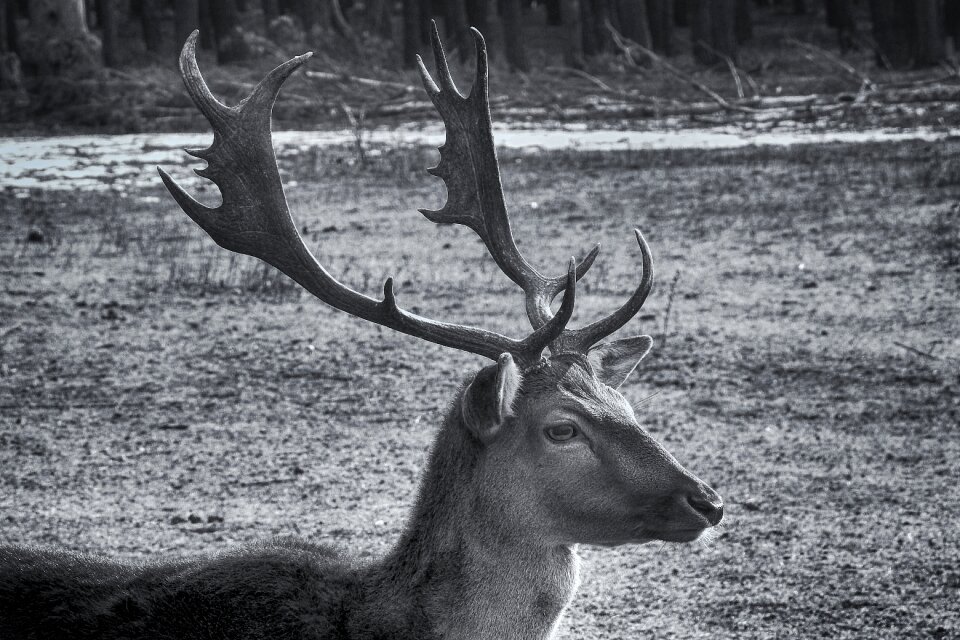 Antler fallow deer black and white photography