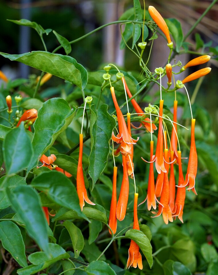 Flora garden tropical