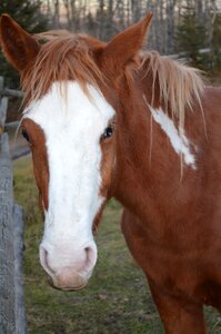 Nature head paint horse