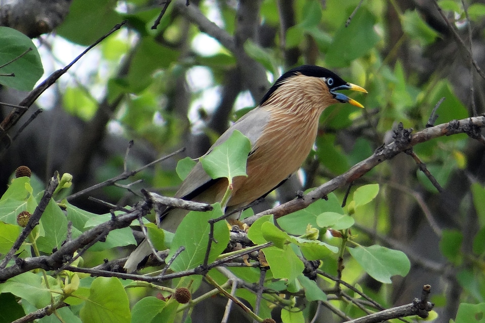 Myna bird bharatpur