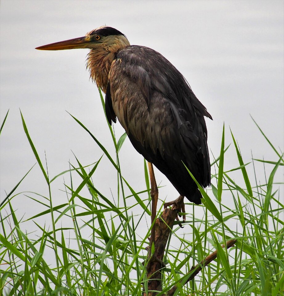 Marsh heron grey-heron