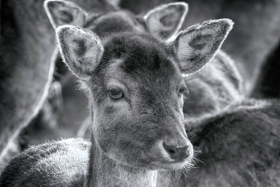 Nature animal world wild