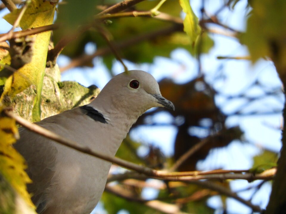 Outdoor animal kingdom nature
