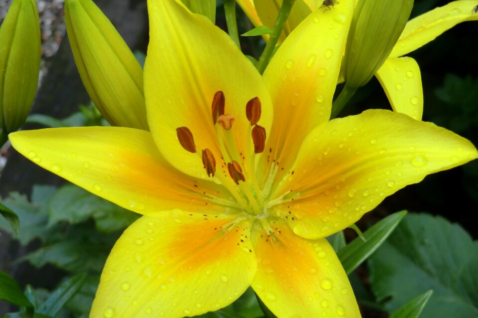 Summer garden lily