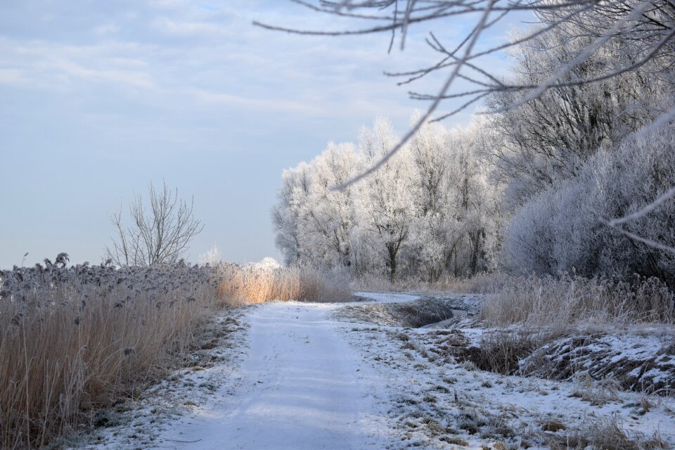 Cold nature landscape