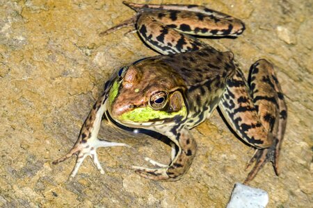 Amphibian frog reptile photo