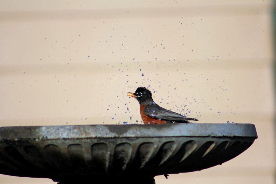 Birdbath bird bath
