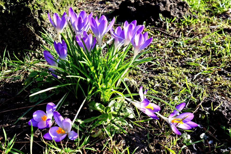 Leaves spring flower spring