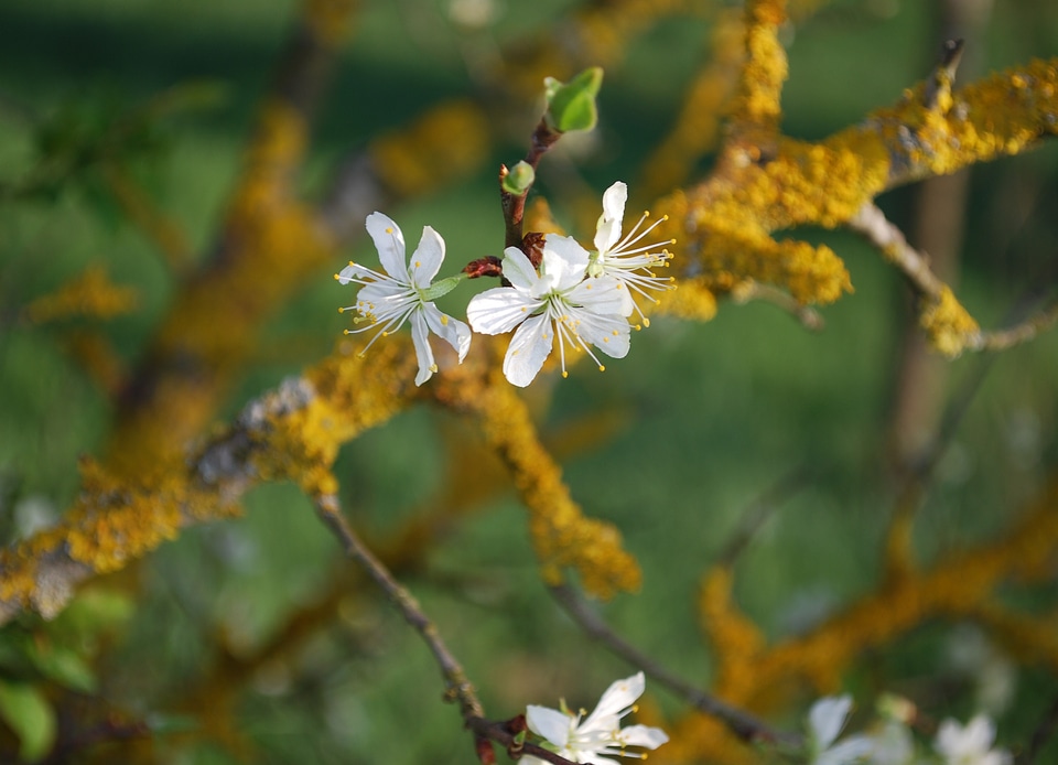 Wild flower blooming pure