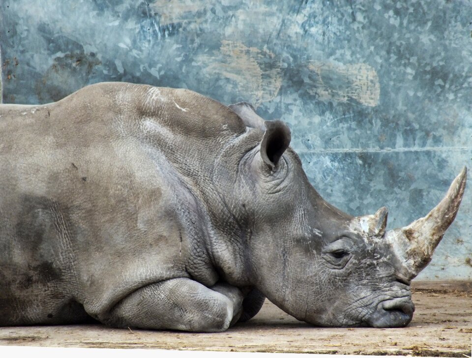 Mammal wildlife rhinoceros