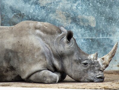 Mammal wildlife rhinoceros photo