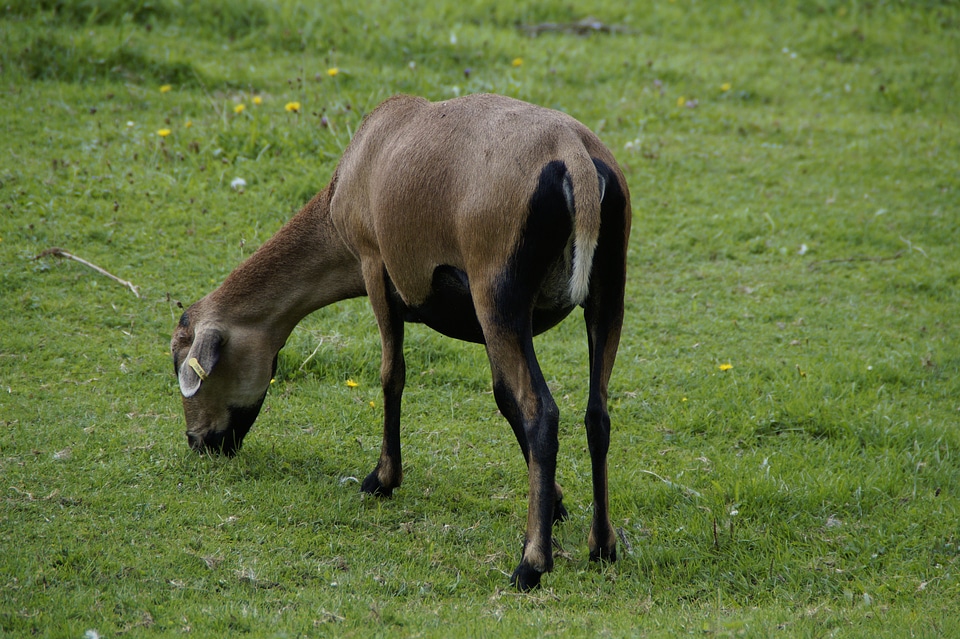 Grass pasture animal