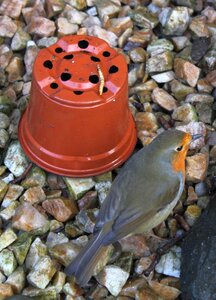 Outdoors mealworm pebbles