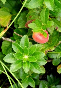 Plant summer fruit
