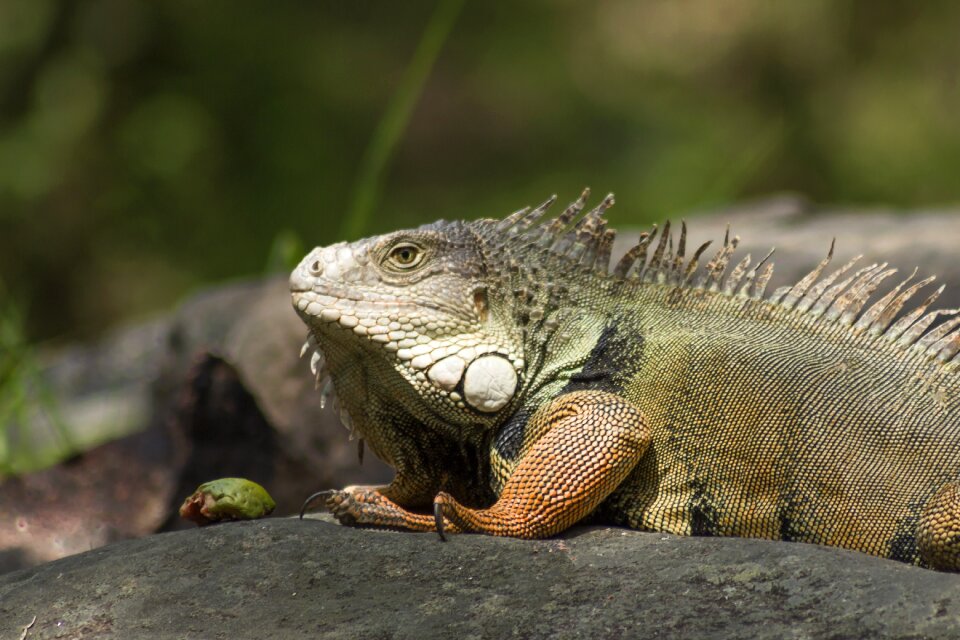 Reptile lizard wild