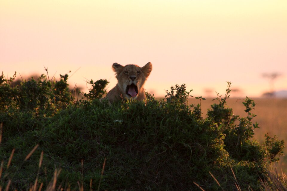 Lawn wildlife africa