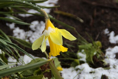 Leaf season daffodil photo