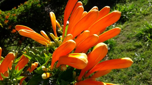 Plant leaf flower photo