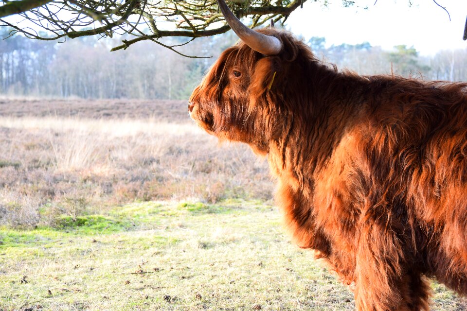 Nature portrait wild