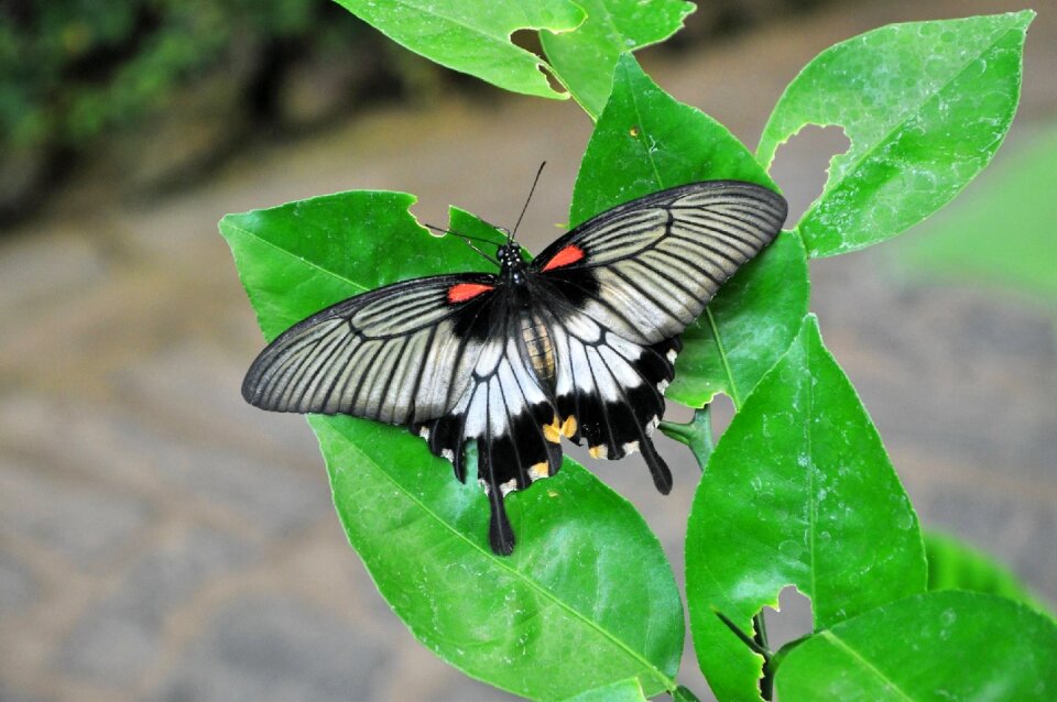 Wing leaf