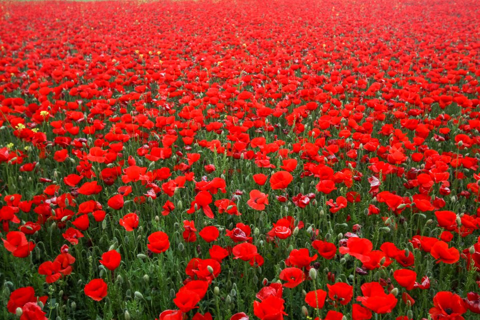 Flower field poppy