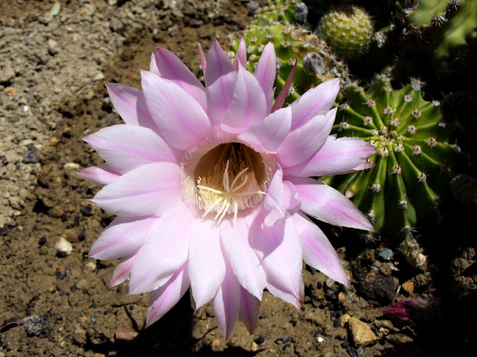 Fulfillment cactus garden