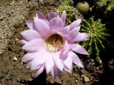 Fulfillment cactus garden