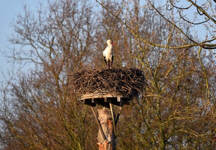 Ciconia white european stork wading bird photo