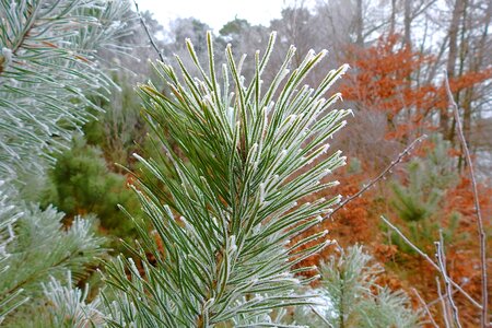 Needle frost pine photo