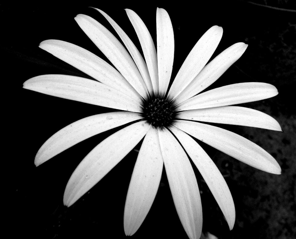 Black and white flowering stamen