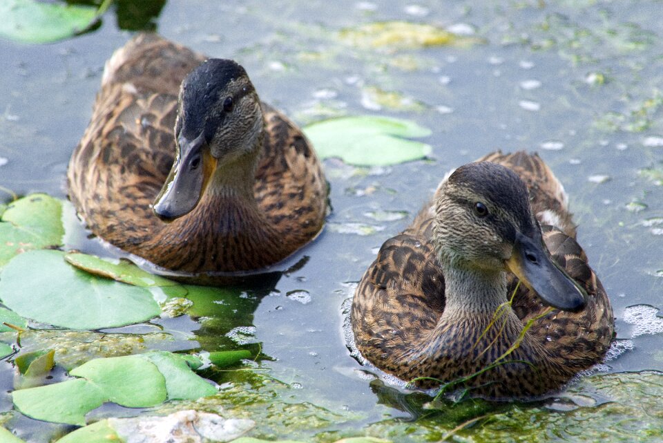 Duck waters animal