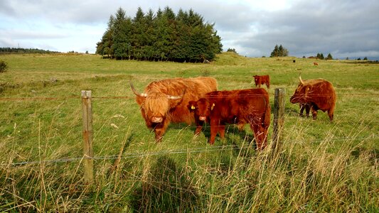 Cattle farm livestock