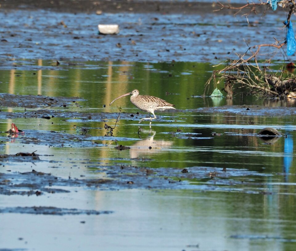 Wildlife shorebird marsh