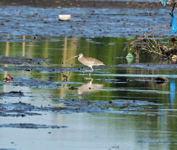 Wildlife shorebird marsh