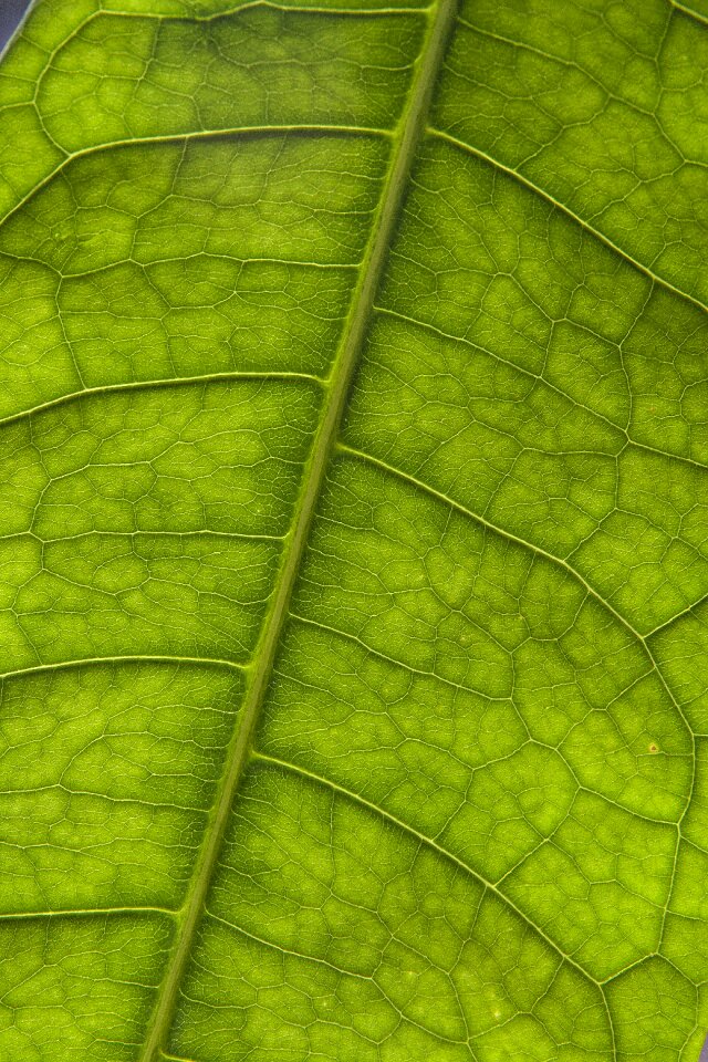Photosynthesis pattern nature
