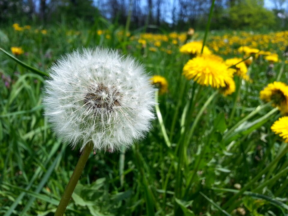 Flower summer photo