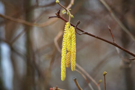 Tree branch close up photo