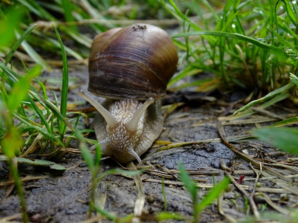 Nature slowly grass