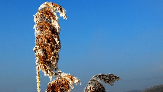 Grass plant cold