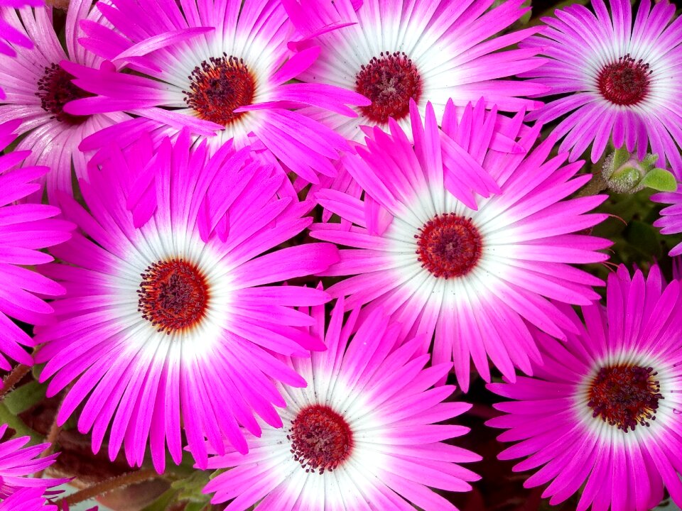 Flora color floral photo