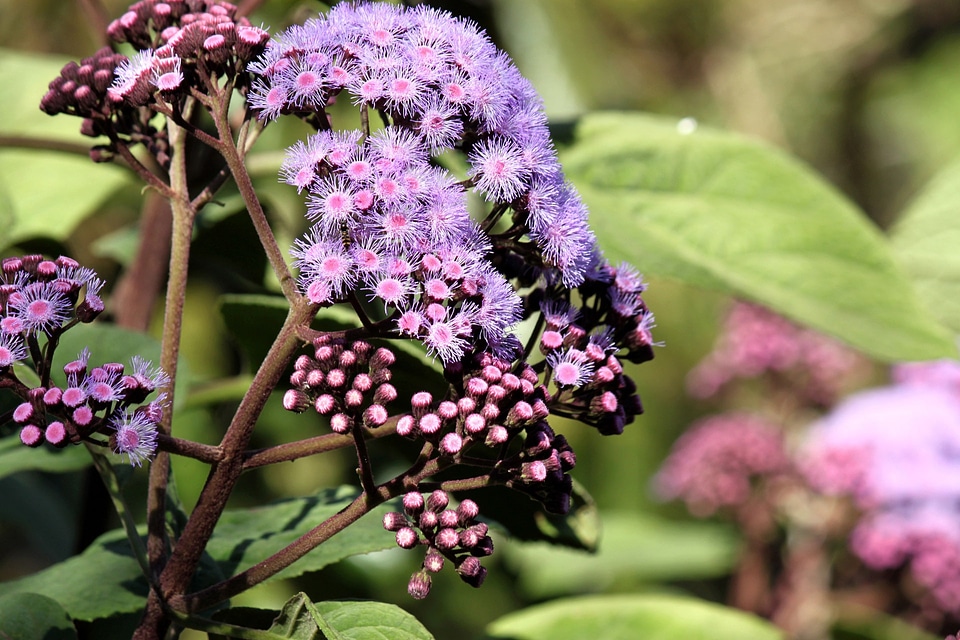 Garden floral plants