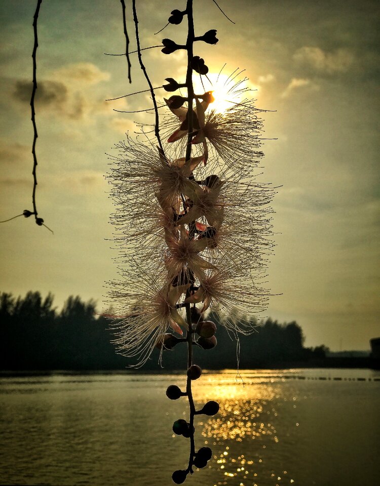 Nature sky silhouette