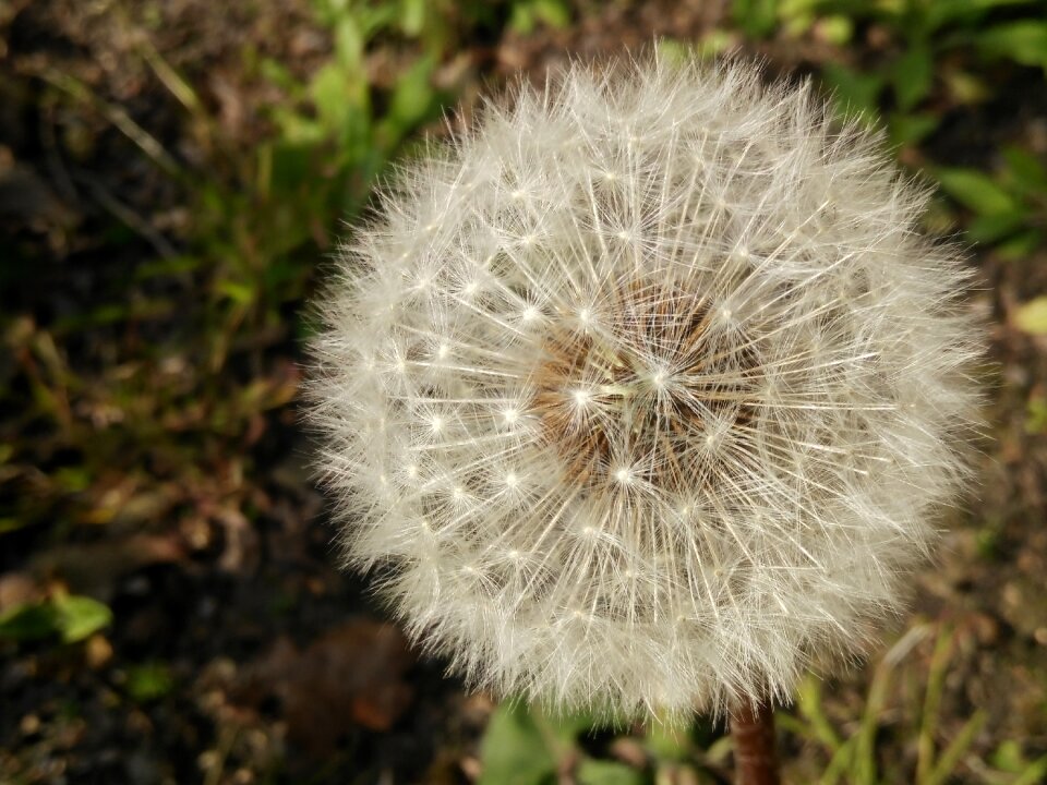 Summer flower