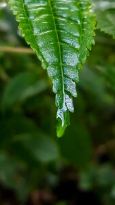 Plant outdoors environment
